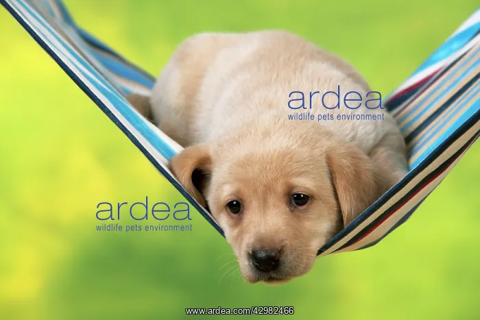 : DOG - Yellow labrador puppy sitting in hammock (6 weeks) : DOG - Yellow labrador puppy sitting in hammock (6 weeks)