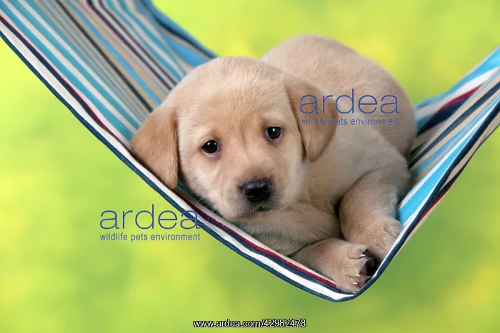 : DOG - Yellow labrador puppy sitting in hammock (6 weeks) : DOG - Yellow labrador puppy sitting in hammock (6 weeks)