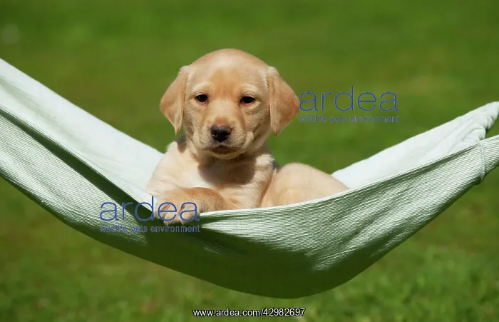  : DOG - Yellow labrador puppy sitting in hammock (7 weeks)