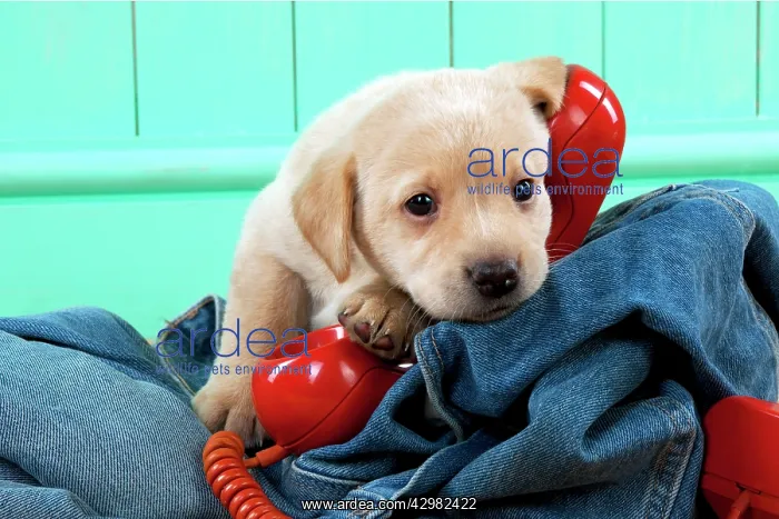 : DOG - Yellow labrador puppy sitting on jeans with : DOG - Yellow labrador puppy sitting on jeans with