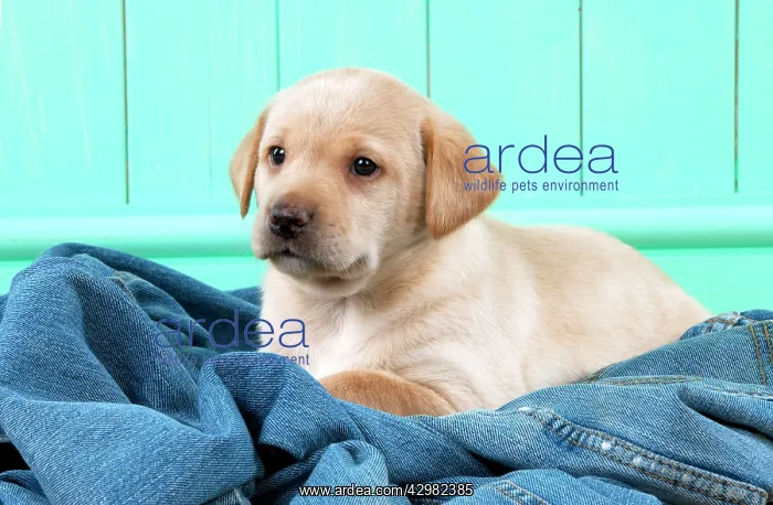: DOG - Yellow labrador puppy sitting on jeans (6 weeks) : DOG - Yellow labrador puppy sitting on jeans (6 weeks)