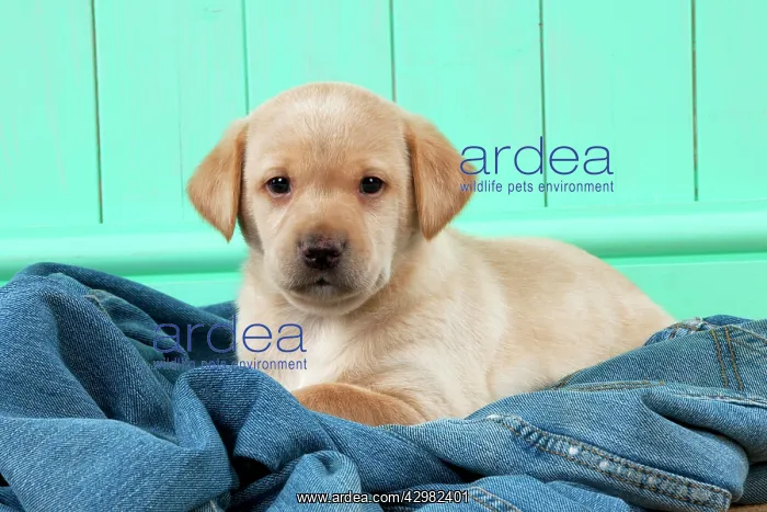 : DOG - Yellow labrador puppy sitting on jeans (6 weeks) : DOG - Yellow labrador puppy sitting on jeans (6 weeks)