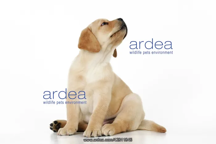 : DOG. Yellow labrador puppy sitting down looking : DOG. Yellow labrador puppy sitting down looking