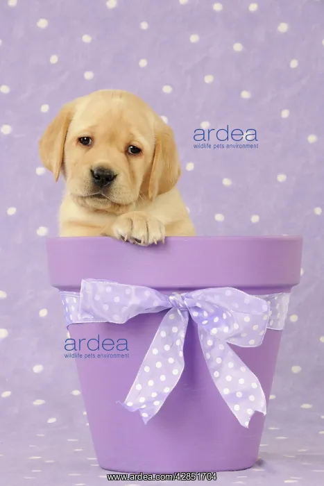 : DOG. Yellow labrador puppy sitting in a plant pot : DOG. Yellow labrador puppy sitting in a plant pot