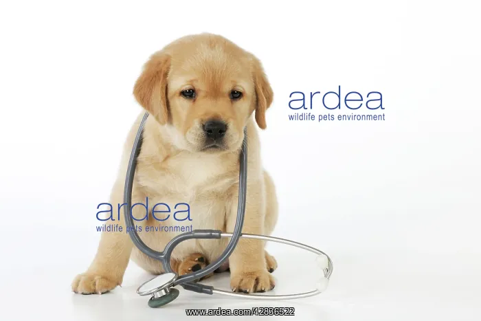 : DOG. Yellow labrador puppy with stethoscope around neck : DOG. Yellow labrador puppy with stethoscope around neck