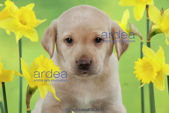 : DOG - Yellow labrador puppy surrounded by daffodils : DOG - Yellow labrador puppy surrounded by daffodils