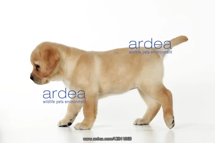 : DOG. Yellow labrador puppy walking across floor : DOG. Yellow labrador puppy walking across floor