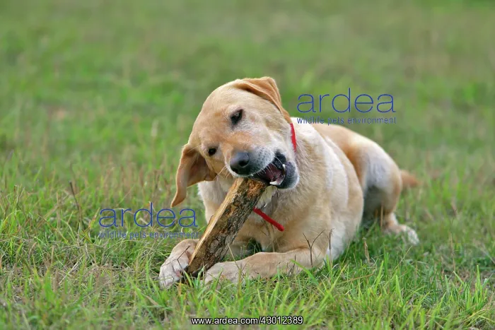 : Dog Yellow Labrador Retriever female playing with stick : Dog Yellow Labrador Retriever female playing with stick