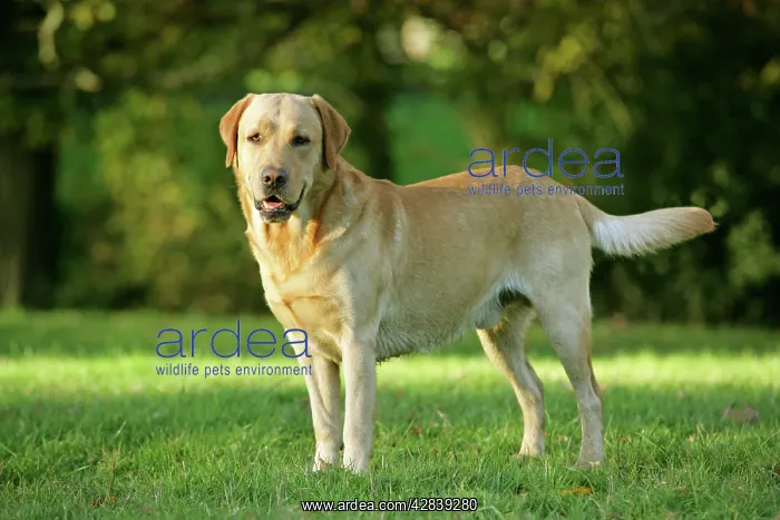 : Dog - Yellow Labrador Retriever on grass : Dog - Yellow Labrador Retriever on grass