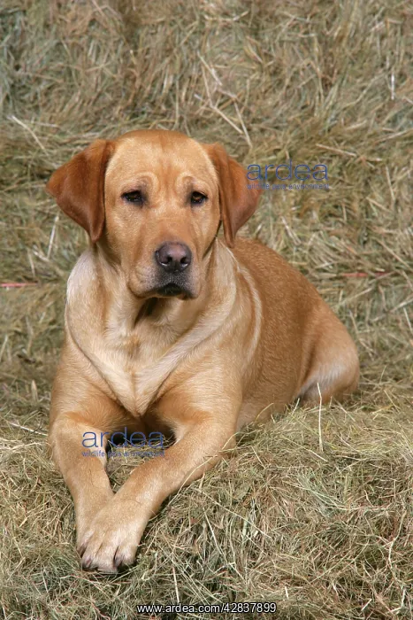 : Dog - Yellow Labrador Retriever lying down on hay stacks : Dog - Yellow Labrador Retriever lying down on hay stacks