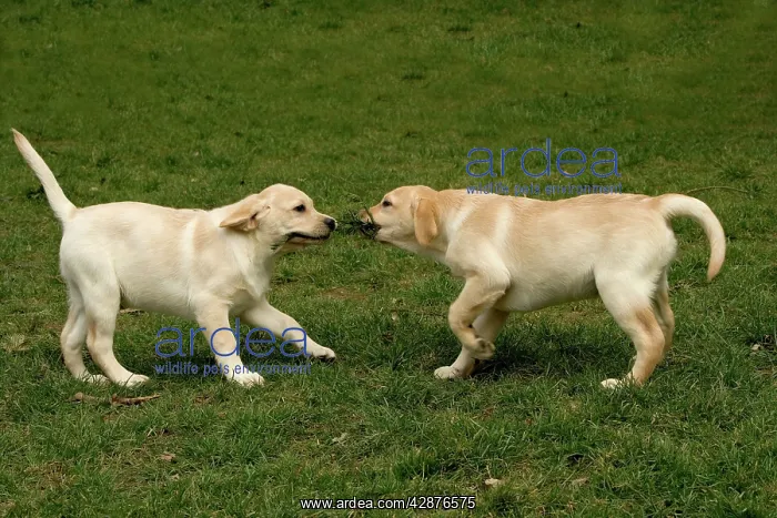 : Dog - two Yellow Labrador Retriever puppies playing : Dog - two Yellow Labrador Retriever puppies playing