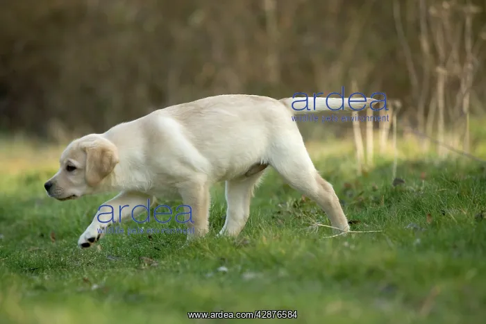 : Dog - Yellow Labrador Retriever puppy exploring outside : Dog - Yellow Labrador Retriever puppy exploring outside
