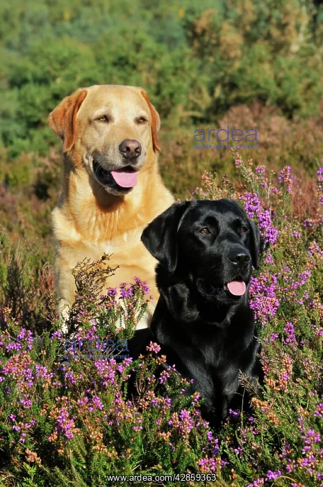 : DOG. Yellow labrador sitting behind black labrador : DOG. Yellow labrador sitting behind black labrador