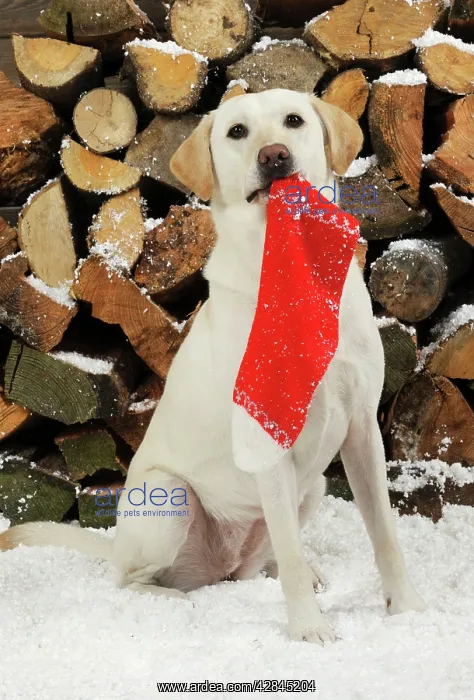 : DOG Yellow labrador sitting in snow in front of : DOG Yellow labrador sitting in snow in front of