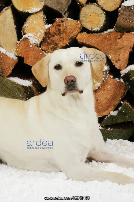 : DOG Yellow labrador sitting in snow in front of logs : DOG Yellow labrador sitting in snow in front of logs