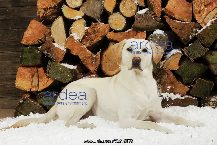 : DOG Yellow labrador sitting in snow in front of logs : DOG Yellow labrador sitting in snow in front of logs