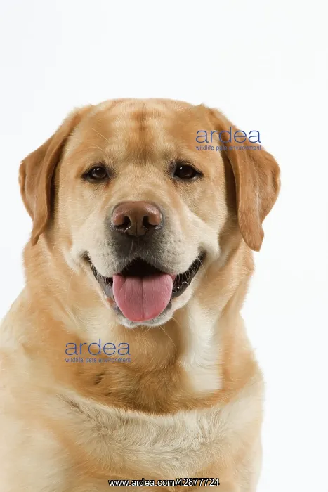  : Dog - Yellow Labrador with tongue sticking out