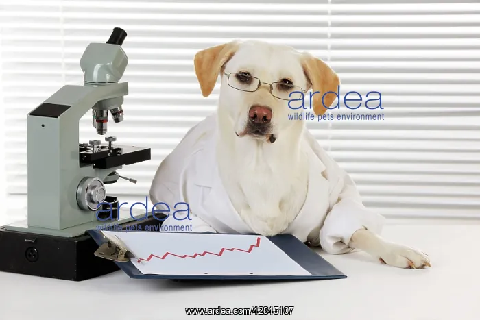 : DOG Yellow labrador wearing lab coat with microscope : DOG Yellow labrador wearing lab coat with microscope