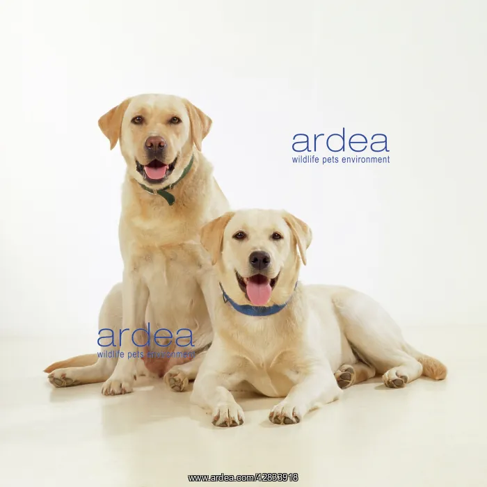 : DOG - two Yellow Labradors, studio shot : DOG - two Yellow Labradors, studio shot