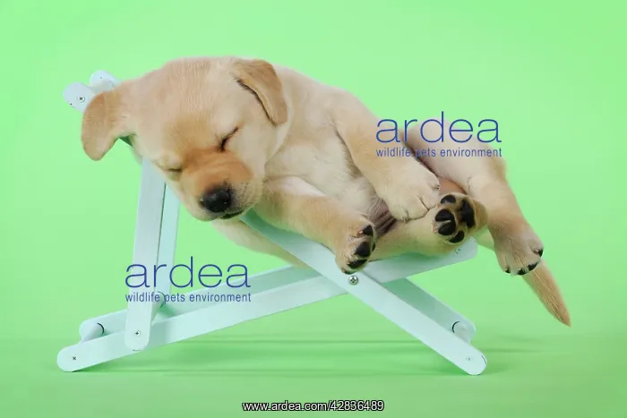 : DOG. Yellow labrdaor puppy lying in deckchair : DOG. Yellow labrdaor puppy lying in deckchair