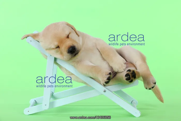 : DOG. Yellow labrdaor puppy lying in deckchair : DOG. Yellow labrdaor puppy lying in deckchair