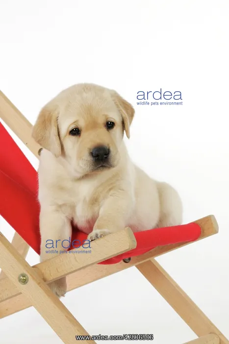 : DOG. Yellow labrdaor puppy sitting in deckchair : DOG. Yellow labrdaor puppy sitting in deckchair