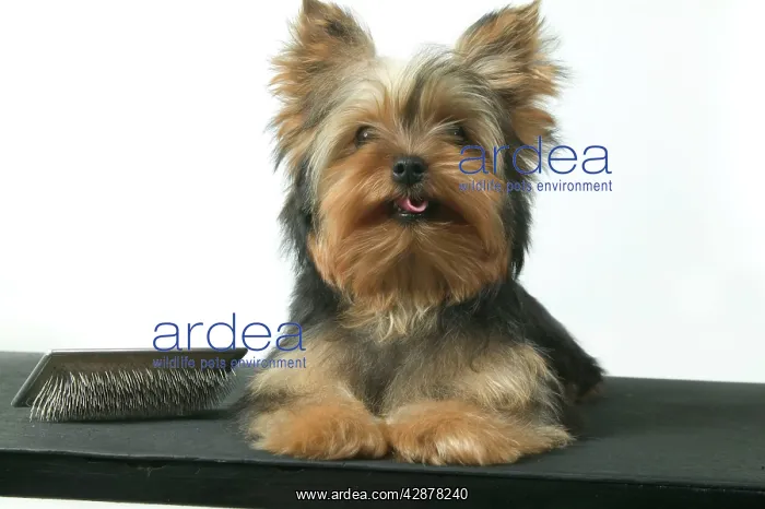  : Dog - Yorkshire Terrier