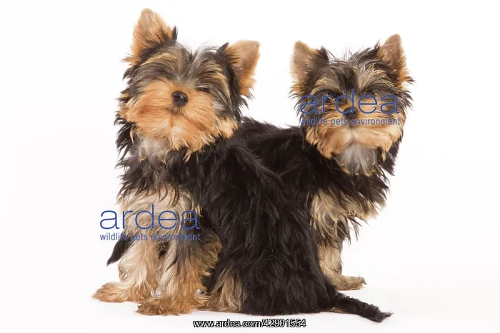  : Dog - Yorkshire terrier - two