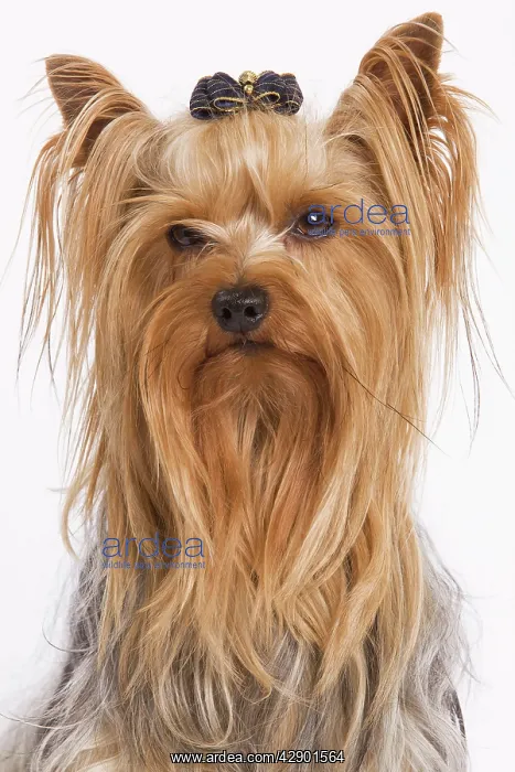 : Dog - Yorkshire terrier : Dog - Yorkshire terrier