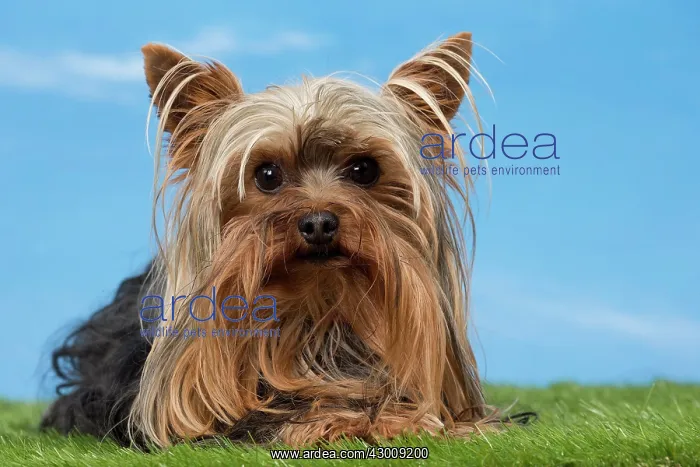  : Dog Yorkshire Terrier
