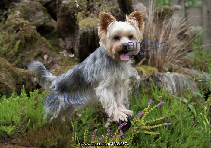 : Dog Yorkshire Terrier : Dog Yorkshire Terrier
