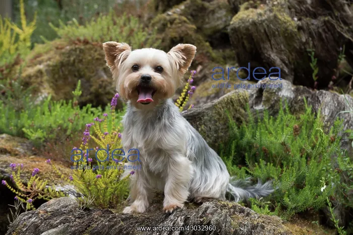 : Dog Yorkshire Terrier : Dog Yorkshire Terrier