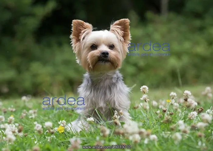 : Dog Yorkshire Terrier : Dog Yorkshire Terrier
