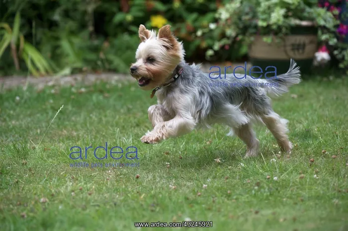 : Dog Yorkshire Terrier : Dog Yorkshire Terrier