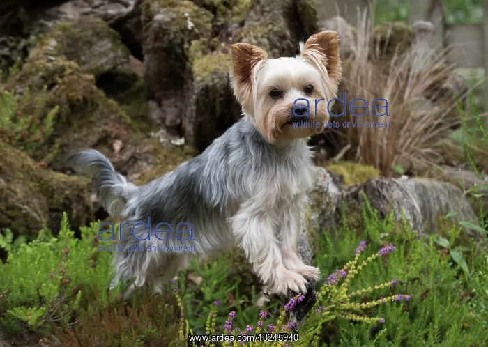 : Dog Yorkshire Terrier : Dog Yorkshire Terrier