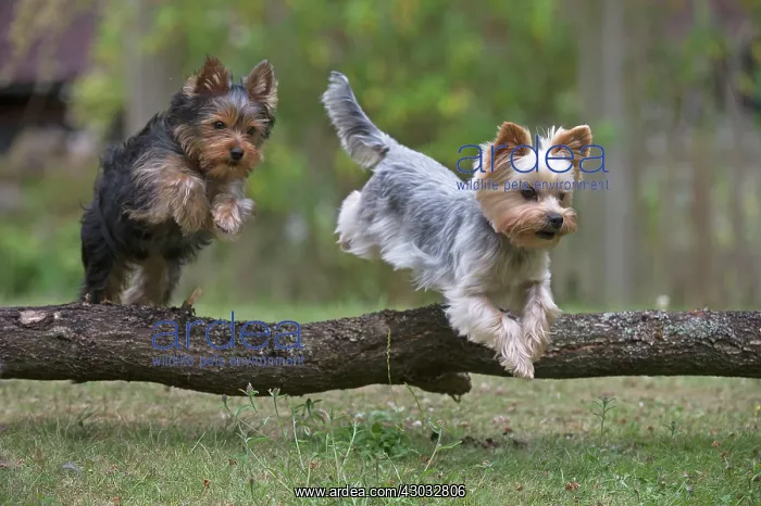 : Dog Yorkshire Terrier 9 week old puppy : Dog Yorkshire Terrier 9 week old puppy