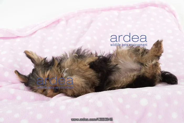 : Dog Yorkshire Terrier 9 week old puppy : Dog Yorkshire Terrier 9 week old puppy
