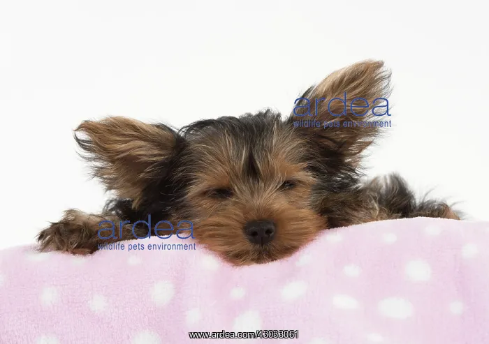  : Dog Yorkshire Terrier 9 week old puppy
