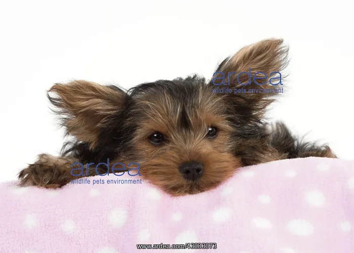 : Dog Yorkshire Terrier 9 week old puppy : Dog Yorkshire Terrier 9 week old puppy