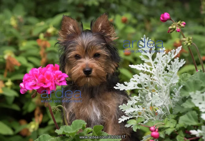 : Dog Yorkshire Terrier 9 week old puppy in flowers : Dog Yorkshire Terrier 9 week old puppy in flowers