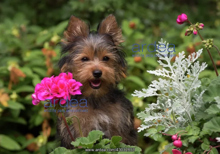 : Dog Yorkshire Terrier 9 week old puppy in flowers : Dog Yorkshire Terrier 9 week old puppy in flowers