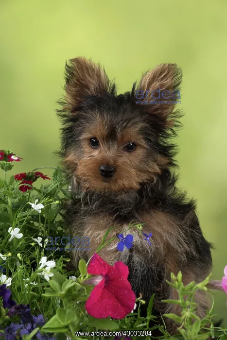 : Dog Yorkshire Terrier 9 week old puppy in flowers : Dog Yorkshire Terrier 9 week old puppy in flowers
