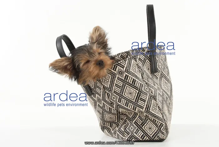  : Dog Yorkshire Terrier 9 week old puppy in a handbag