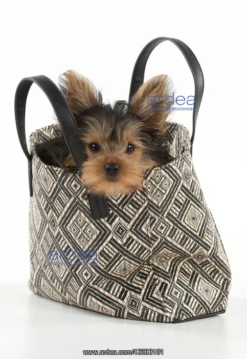  : Dog Yorkshire Terrier 9 week old puppy in a handbag