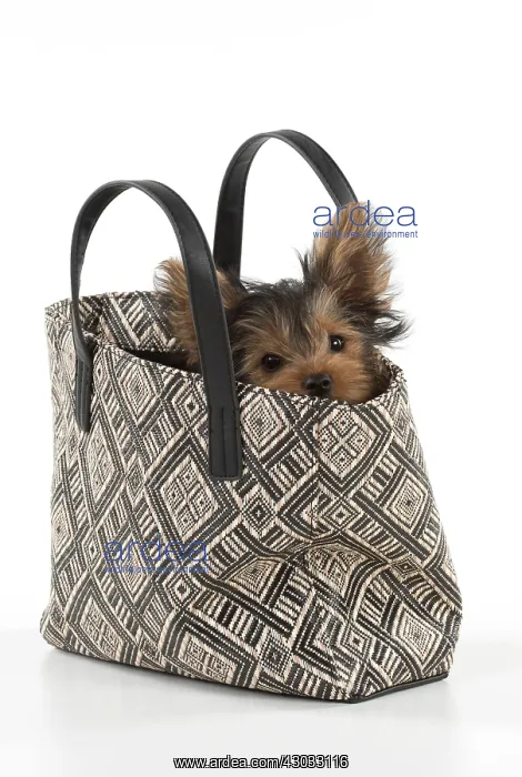  : Dog Yorkshire Terrier 9 week old puppy in a handbag