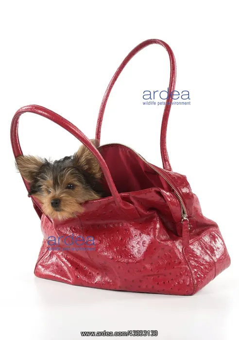  : Dog Yorkshire Terrier 9 week old puppy in a handbag