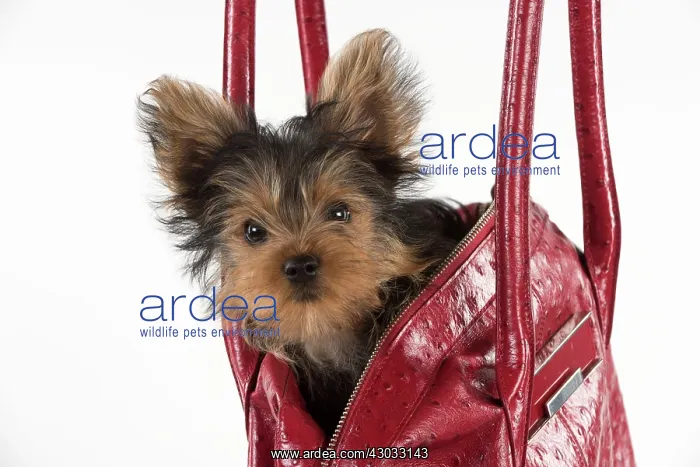  : Dog Yorkshire Terrier 9 week old puppy in a handbag