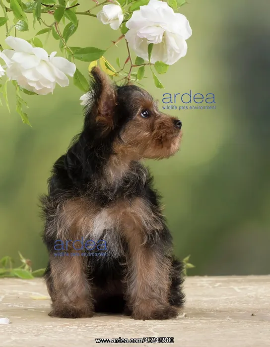  : Dog Yorkshire Terrier 9 week old puppy with roses