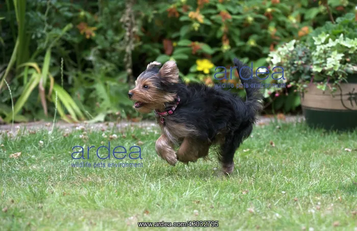 : Dog Yorkshire Terrier 9 week old puppy running in a garden : Dog Yorkshire Terrier 9 week old puppy running in a garden