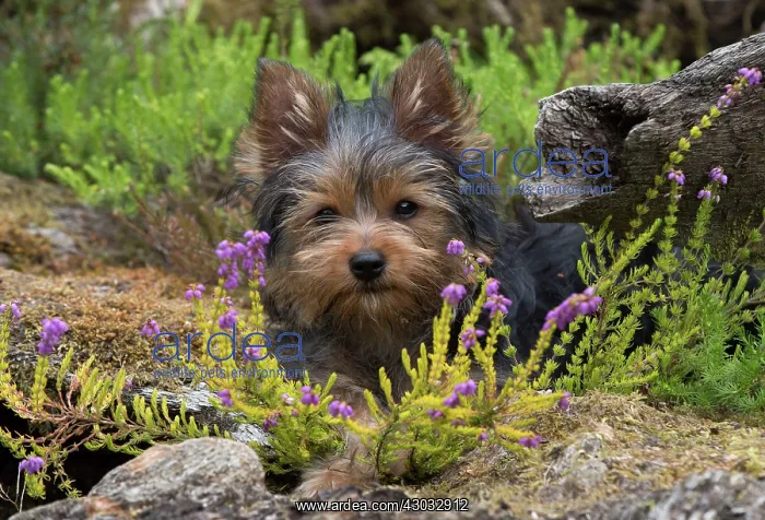 : Dog Yorkshire Terrier 9 week old puppy in a stumpery with heather : Dog Yorkshire Terrier 9 week old puppy in a stumpery with heather